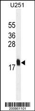 MCFD2 Antibody