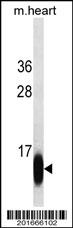 Myoglobin Antibody