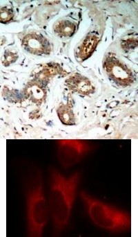14 3 3 zeta (phospho Ser58) Antibody