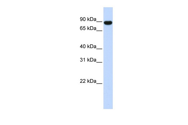 AKAP8 antibody