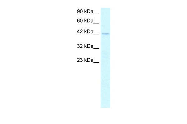 PTF1A antibody - N-terminal region