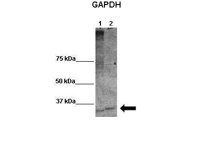 GAPDH antibody - middle region