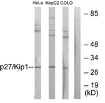 p27 Kip1 antibody