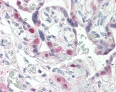 CDK2 Antibody, Monoclonal