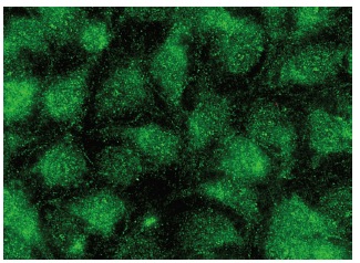 c-Myc Antibody (C-19)
