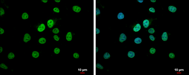 c-Myc antibody , N-term