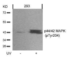 p44 / 42 MAP Kinase (phospho Tyr204) Antibody