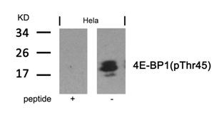 4E BP1 (phospho Thr45) Antibody