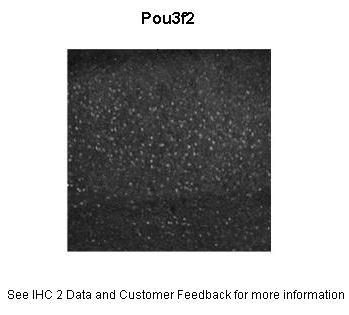 POU3F2 antibody