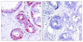 c-Jun (Phospho-Ser243) antibody