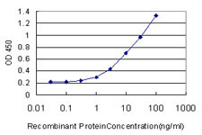 NGFRAP1 Antibody (monoclonal) (M01)