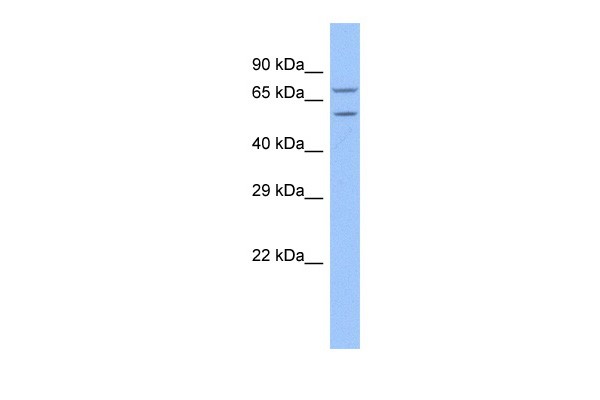 TRAP1 Antibody