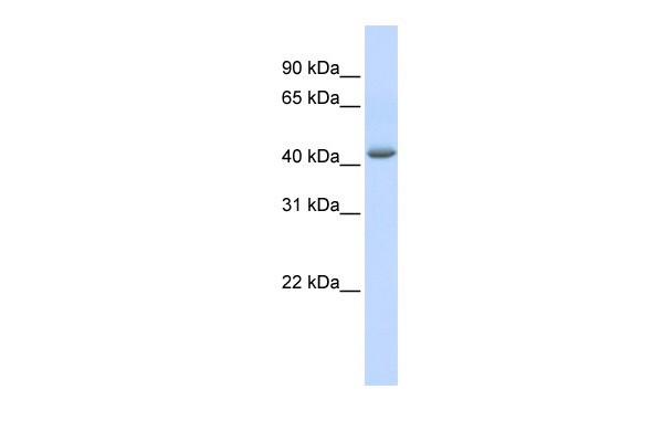 GABPB2 antibody