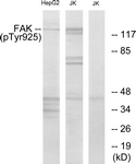 FAK (Phospho-Tyr925) antibody