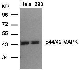 p44 / 42 MAP Kinase Antibody