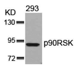 p90RSK Antibody