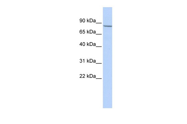 APP antibody - middle region
