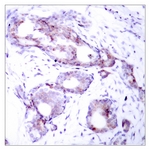 Myc (Phospho-Ser373) antibody