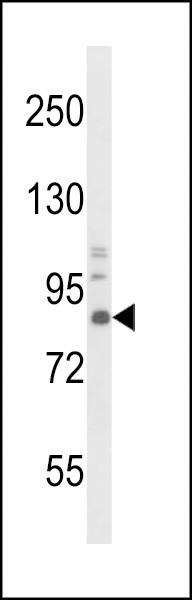 TrkA Antibody
