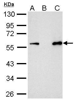 Myc tag antibody