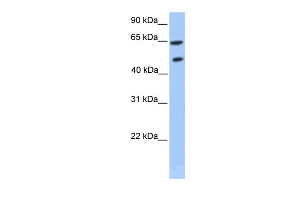 ZNF449 antibody