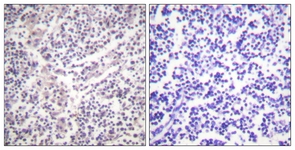 Caspase 3 (Phospho-Ser150) antibody