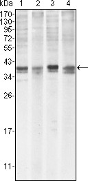 MCL-1 Antibody