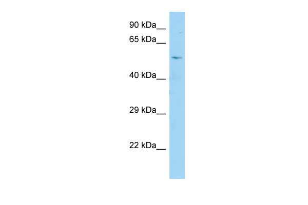 CDC25A Antibody - N-terminal region