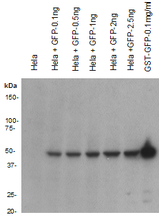 GFP Antibody (N-term)