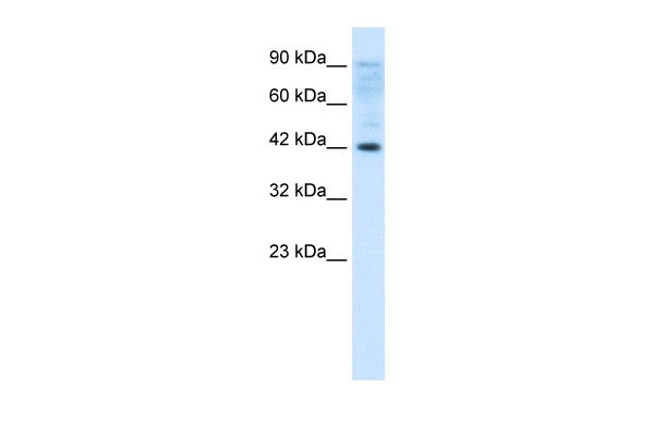 ZFP1 antibody - N-terminal region
