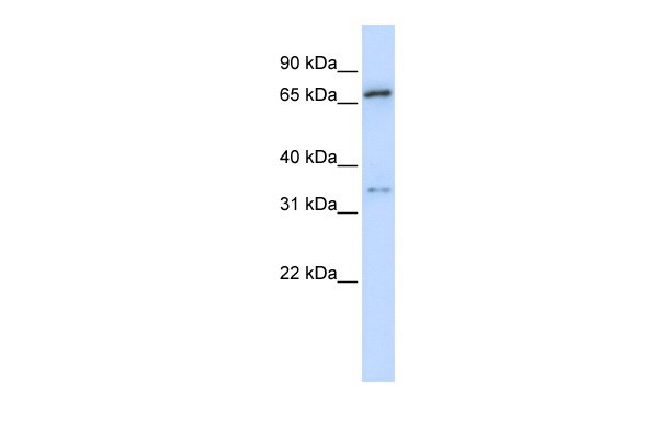 TRIM23 antibody - N-terminal region