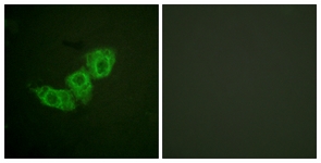 EGFR (Phospho-Thr678) antibody