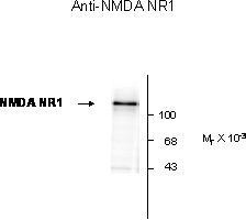 NMDA NR1 Antibody