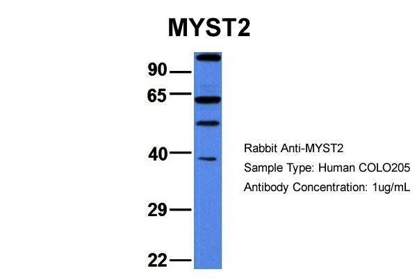 MYST2 antibody