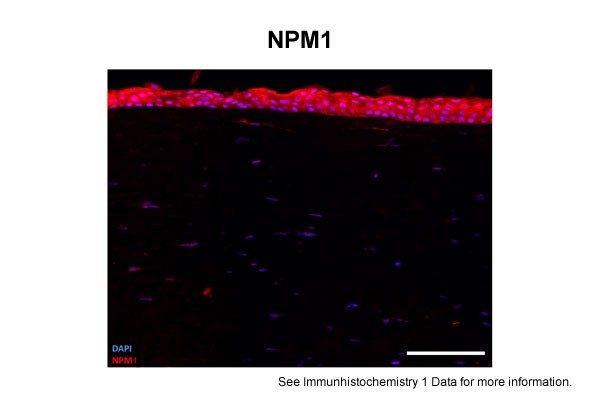NPM1 antibody - middle region