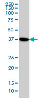 NANS Antibody (monoclonal) (M01)