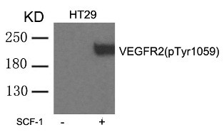 VEGFR2 (phospho Tyr1059) Antibody