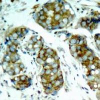 cdc25A (phospho Ser76) Antibody