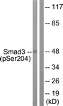 Smad3 (Phospho-Ser204) antibody