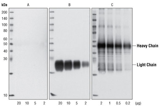 Mouse Anti-rabbit IgG (Light-Chain Specific) (L57A3) mAb