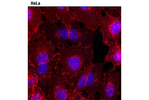 Anti-mouse IgG (H+L), F(ab') 2 Fragment (Alexa Fluor ® 594 Conjugate)
