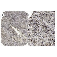 c-Myc Antibody (A-14) Alexa Fluor® 488