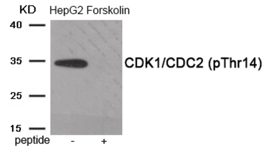 CDK1/CDC2 (phospho Thr14) Antibody