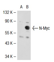 N-Myc Antibody (C-19)