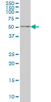 NARF Antibody (monoclonal) (M03)