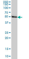 MGC21874 Antibody (monoclonal) (M08)