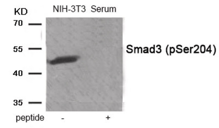 Smad3 (phospho Ser204) Antibody