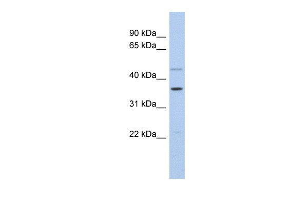 FOS  antibody - middle region
