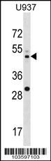 MEK2 Antibody
