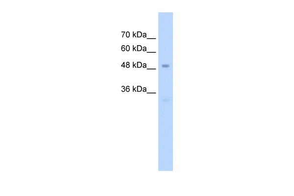 SP7 antibody